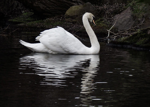 The Swan's Reflection