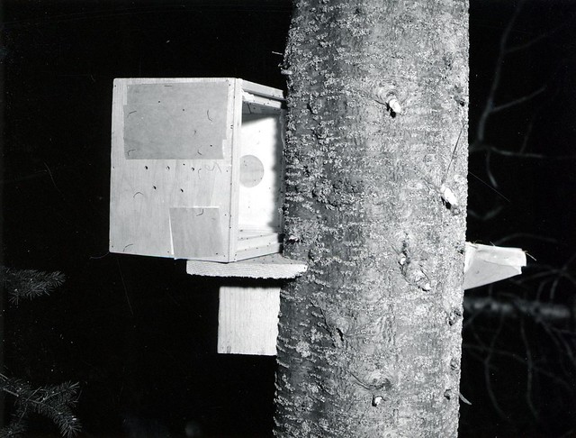 1958. Colonizing Laricobius erichsonii predators on balsam woolly adelgid infested subalpine fir. Biological control. Willamette Pass, Oregon.