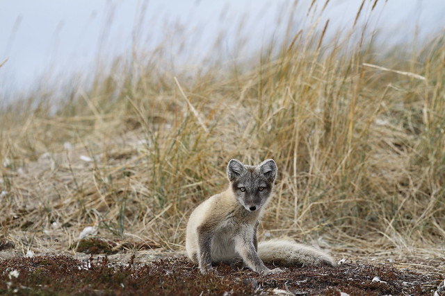 Young Arctic fox, Vulpes Lagopus, in fall colours being caught in the act of scratching