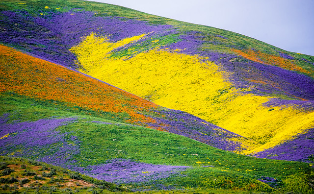 California Wildflowers Superbloom Carrizo Plain National Monument! God Spilled the Paint Desert Wildflowers Super Bloom! Elliot McGucken Fine Art Landscape & Nature Photography!