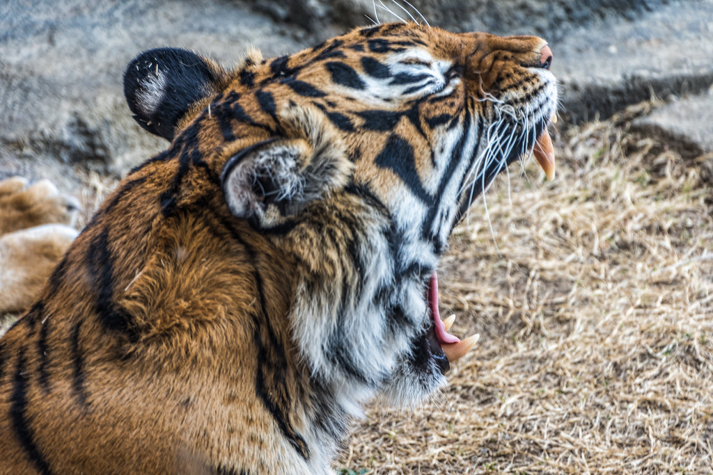 toothy tiger yawn