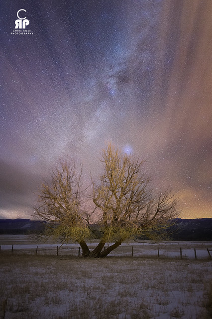 A Tree Under the Stars Final