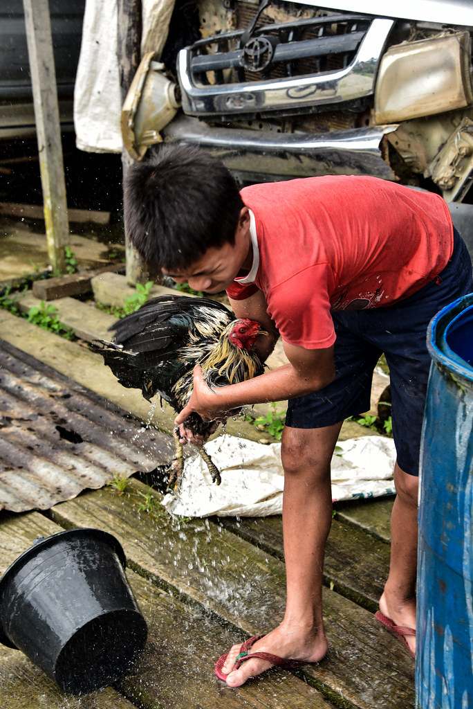 Child washing his rooster. Photo by Icaro Cooke Vieira/CIFOR cifor.org...