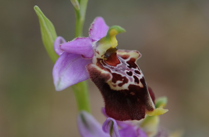 20170418-149F | Apulische Ragwurz (Ophrys apulica) bei Grottaglie. Apulien, 18.04.2017