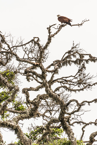 Bundala National Park, Sri Lanka by Pascale Jaquet & Olivier Noaillon, mousses végétation oiseaux lichens arbre milansacré animal southernprovince srilanka lka