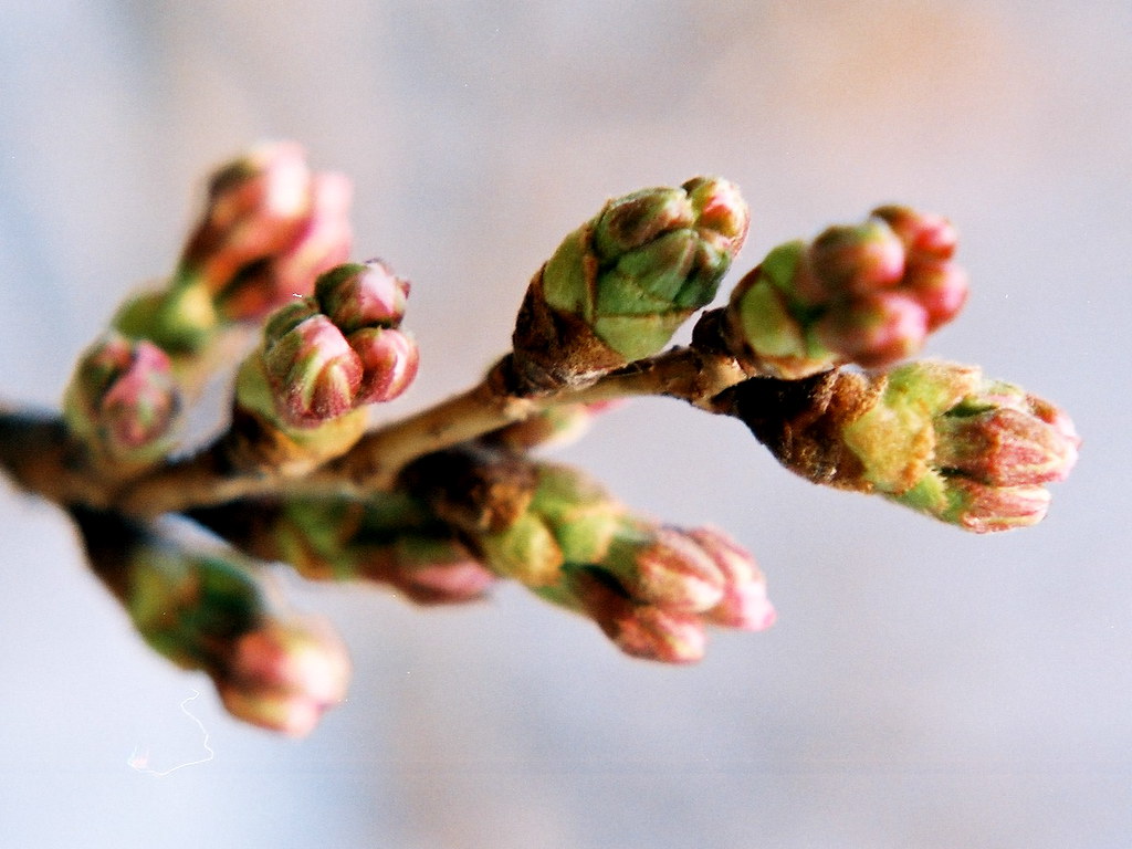 bud