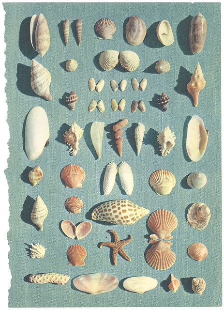 seashell page