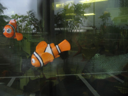 nemo in hawaii | by deepwarren