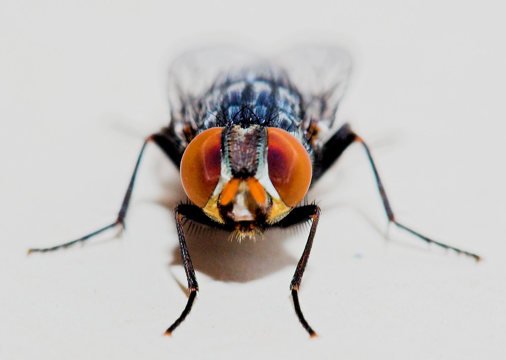 Better part of a House Fly