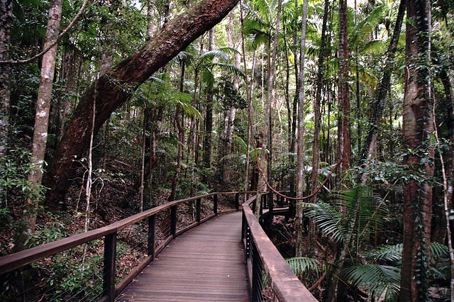 Wanggoolba Creek Footbridge, Fraser Island, Queensland
