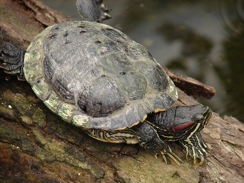 Turtle | by DougI