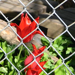 Backyard Garden: red tulips