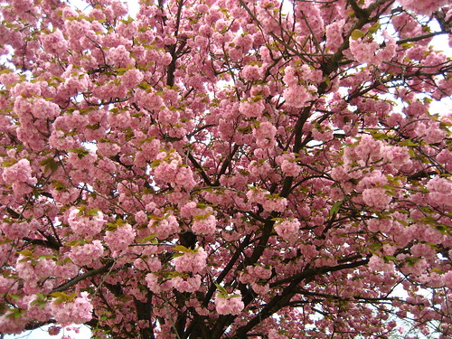 Cerisier au Jardin des Plantes | Sunny Ripert | Flickr