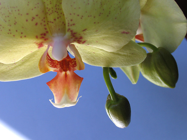 Phalaenopsis Orchid - Chingruey's Gold