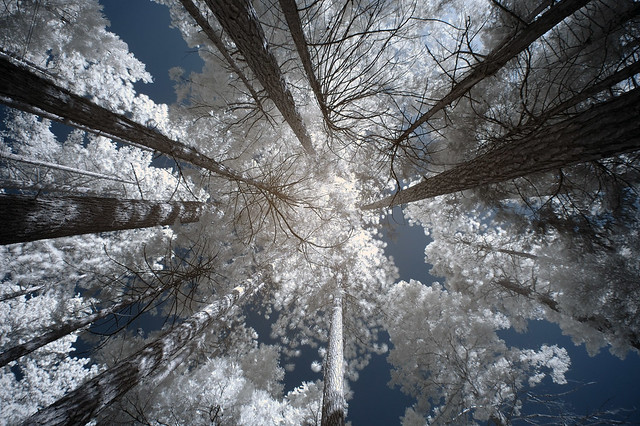 infrared trees