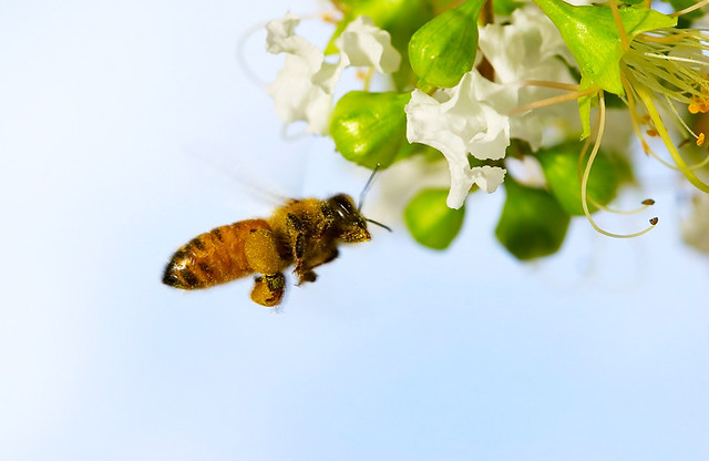 Humming Bee | Oliver Wu | Flickr