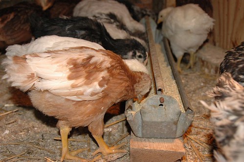 Chick Starter Feed 50 lb photo 4