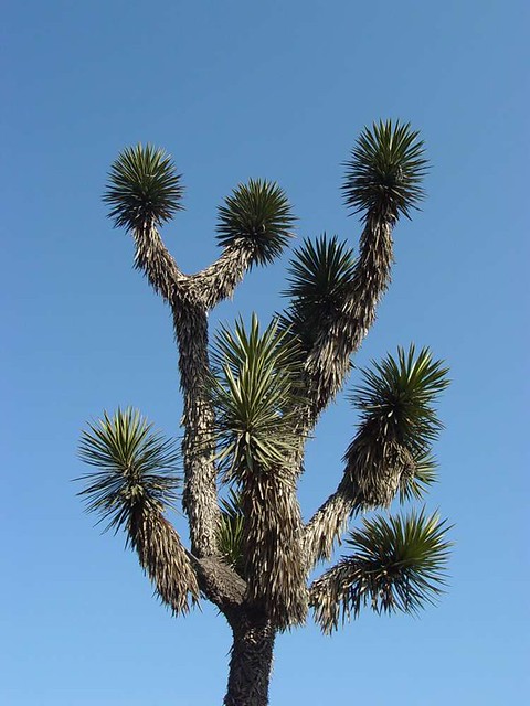 Palma pita, Samandoque (Yucca filifera)