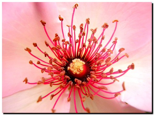 The center of a rose | by tanakawho