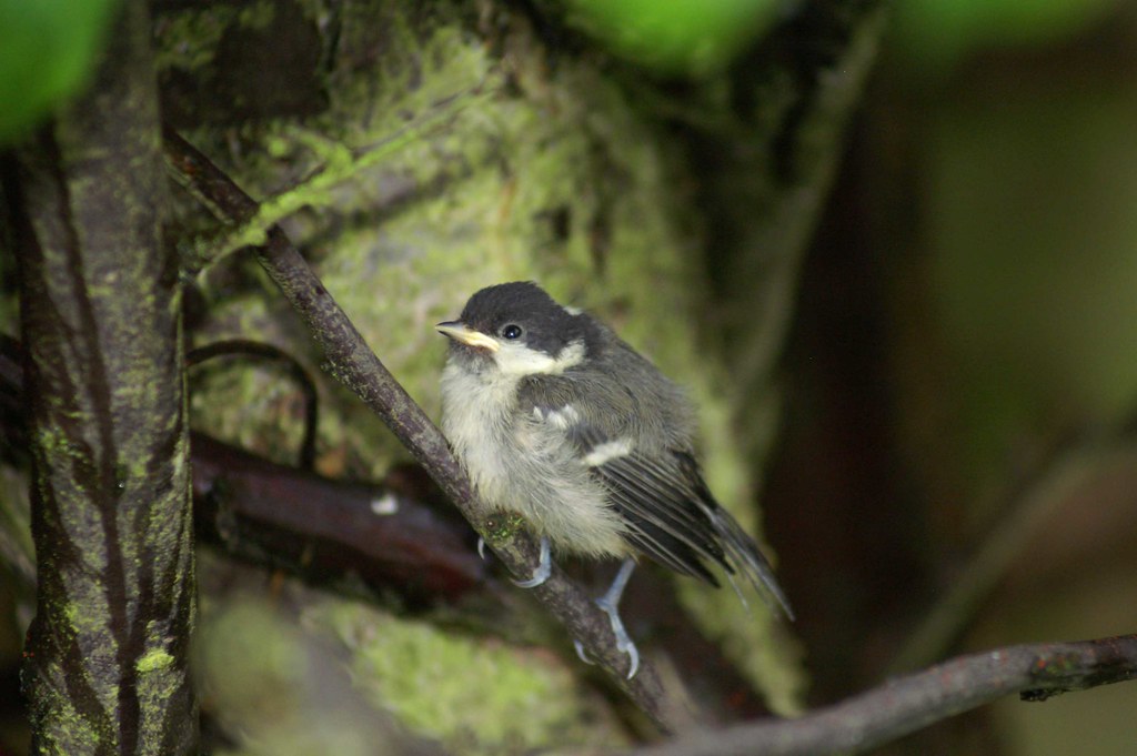 baby-coal-tit-this-is-a-baby-coal-tit-unfortunately-the-s-flickr