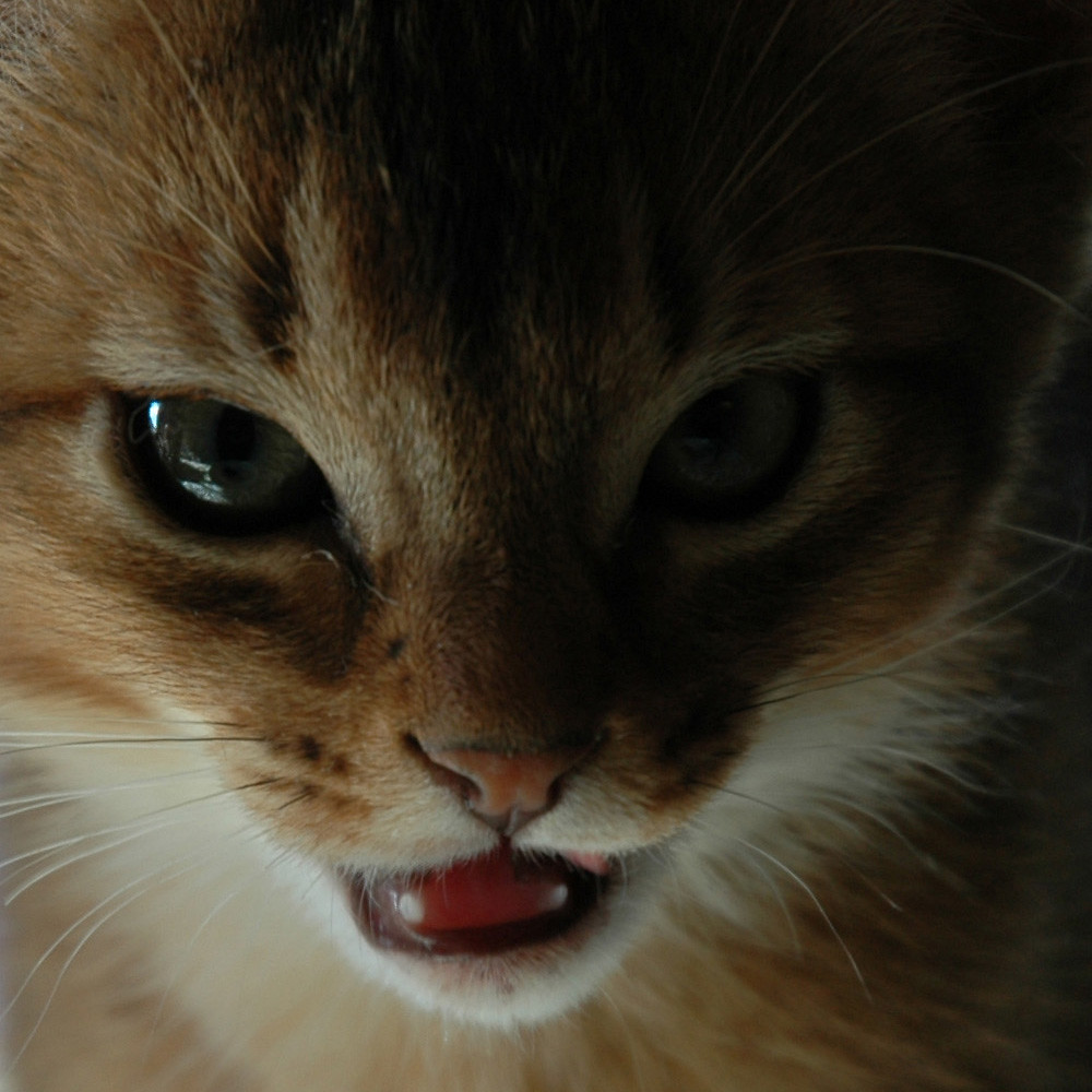 Aby Kitten Portrait