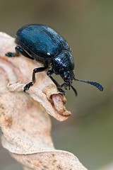 IMG_1501  Beetle on Dok Rak tree