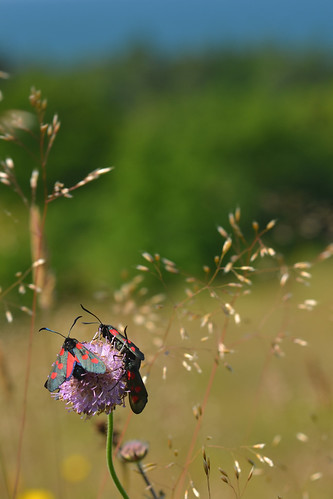 nature grass insect denmark zealand danmark insekt burnet sjælland sixspot græs odsherred bjergene køllesværmer seksplettet rævebjerg