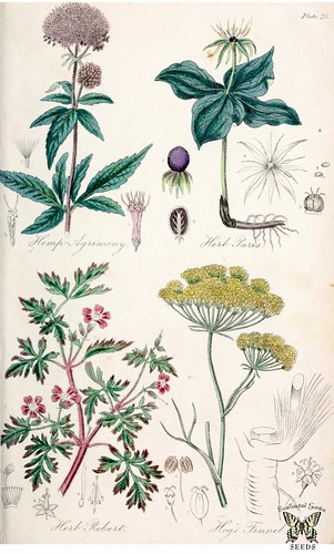 Hemp-Agrimony (Eupatorium cannabinum), Herb Paris (Paris q… | Flickr