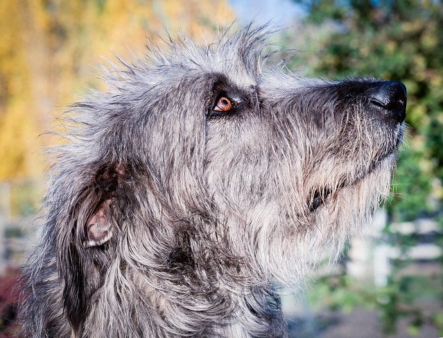 Winnie, the Irish Wolfhound