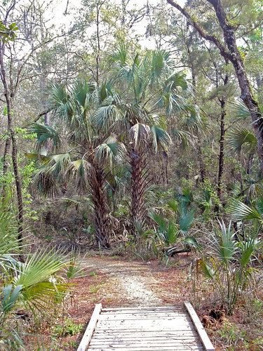 landscape naturetrail woods forest trees palmtrees brush crystalriver florida