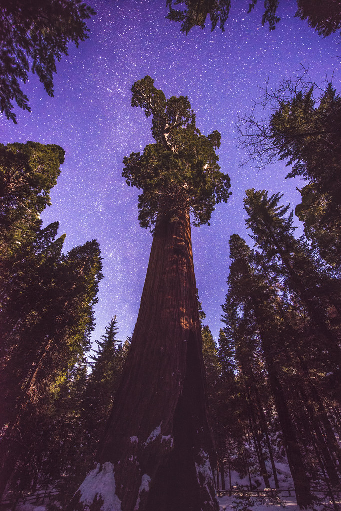 The Heavens and the Sequoia - Grant Grove, January 2017