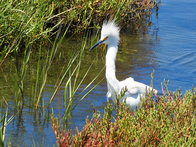 Snowy Egret (Egretta thula)