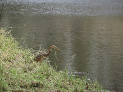 Reiher (?) lauert am Ufer des Hippo-Pools #Maun