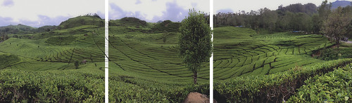 tea plantation landscape green niksin nikolaisindorf