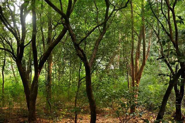 Tirumala Forest