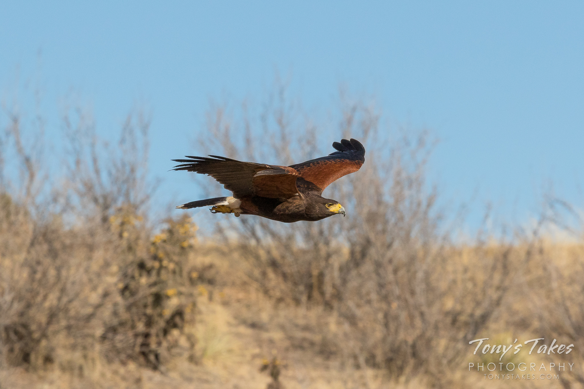 A Harris's Hawk in flight during a private photoshoot event. © Tony’s Takes