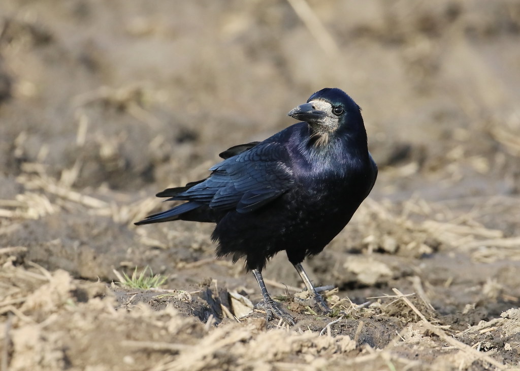 Rookety-rook | Rooks were in the mixed corvid flock in the p… | Flickr