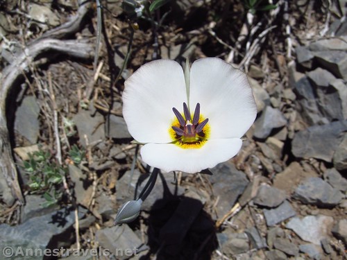 Sego Lily in Death Valley National Park, California