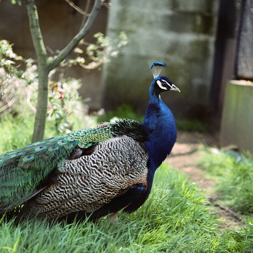 Peacock, London Zoo, 1980 | by Cross Duck