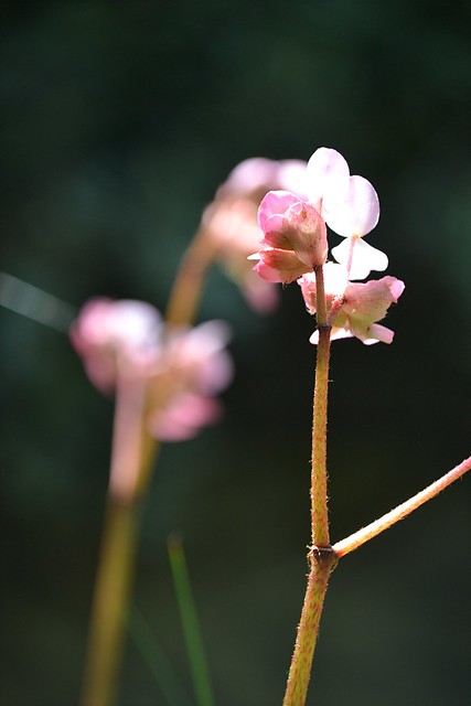 Sunlit Begonia blossoms and furry stems