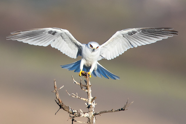 White-tailed Kite (X82_6967-1)