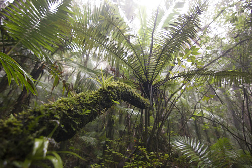 PR Rainforest Tree | by afischerphoto