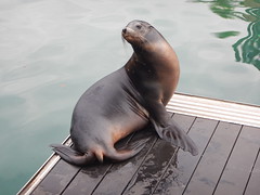 Sea World Seals