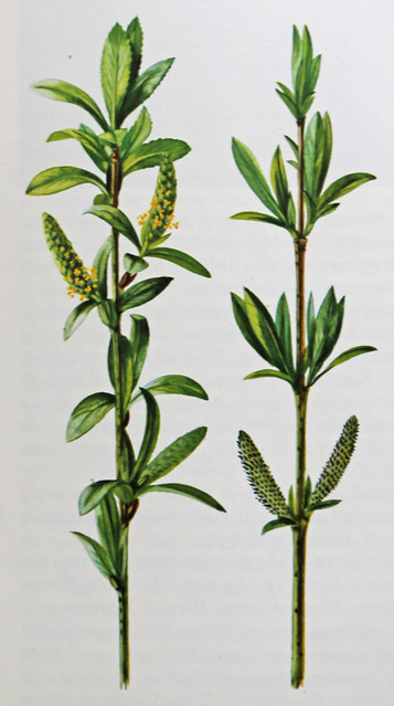 Amandelwilg / Almond willow / Salix triandra