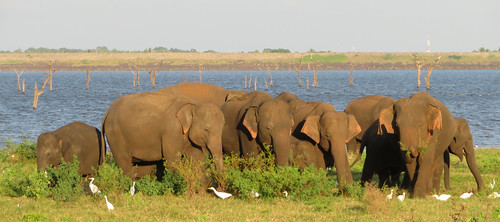 olifanten elephants wildeolifanten kaudullanationalpark minneriyanationalpark