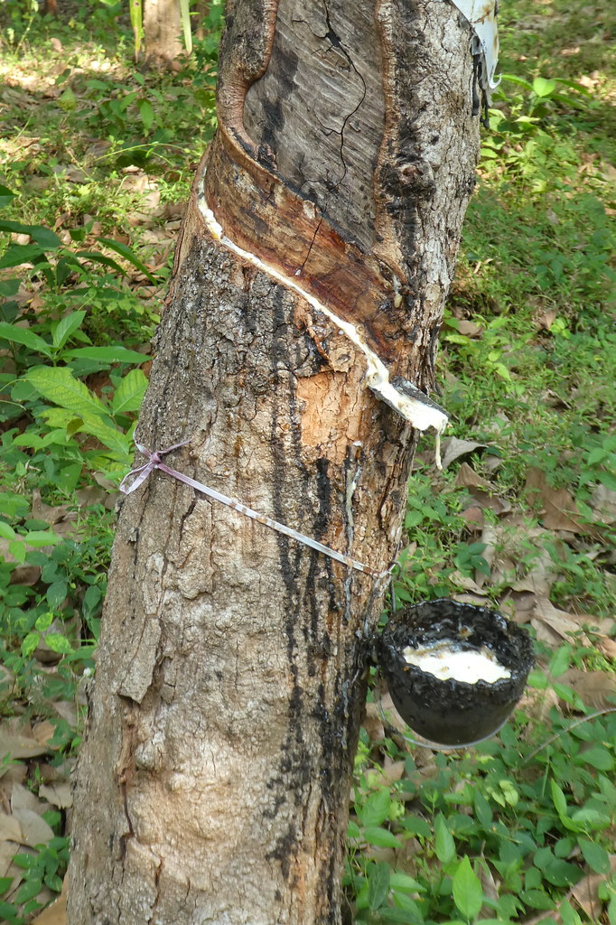 India Kerala Panaikulam Rubber Tree Mike Finn Flickr
