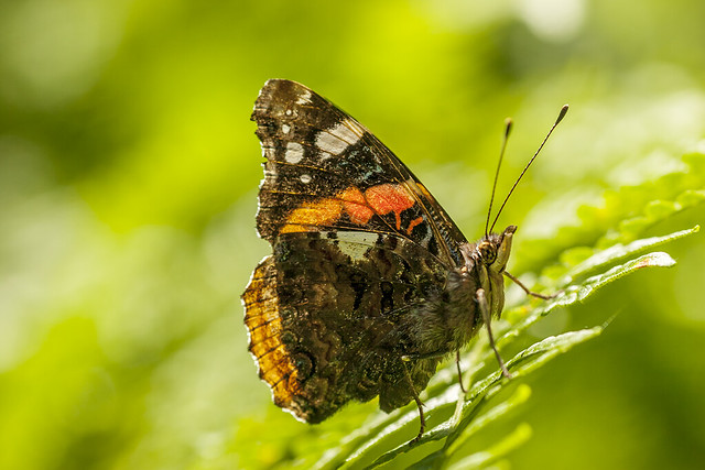 Well-worn Red Admiral.