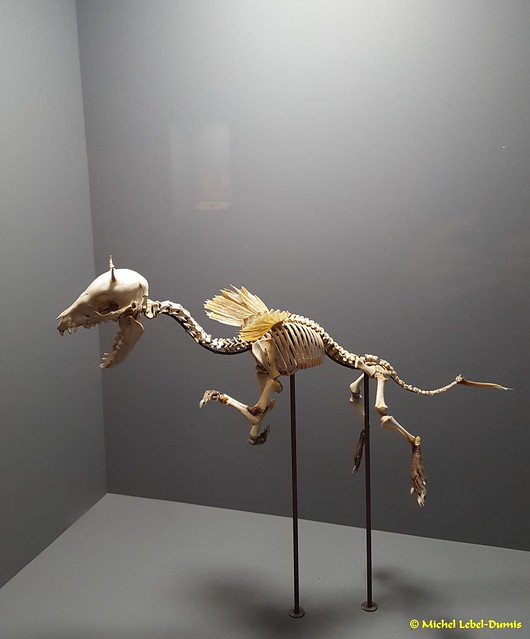 Dragonland - Philémon(petit squelette de dragon reconstitué)