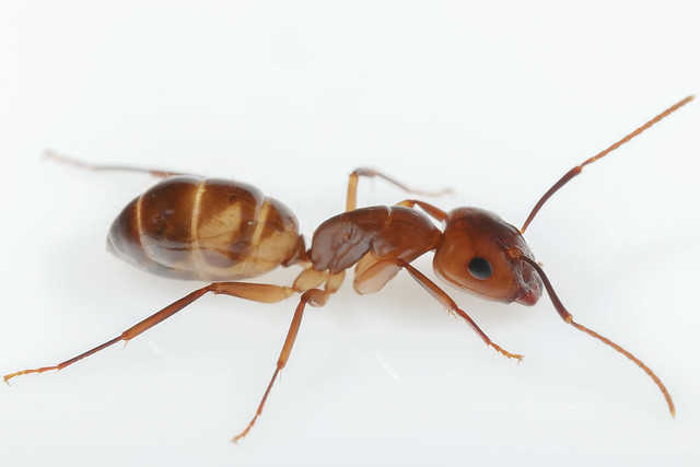 Camponotus substitutus 2018.02.04_4