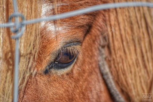 Close Up | by Boke fotografie